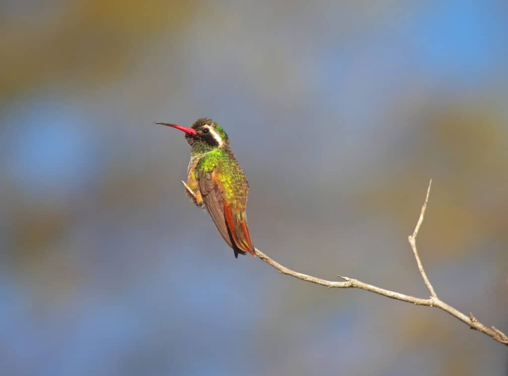 Discover When to Stop Feeding Hummingbirds and Take Down Your Feeders