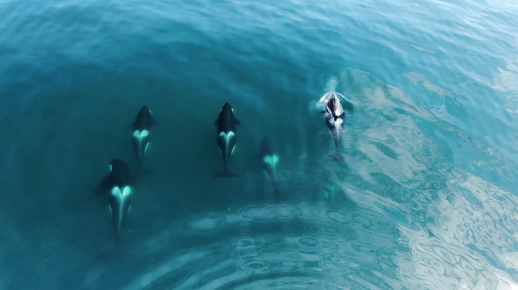 Massive Great White Shark Found On Beach Was No Match For An Orca