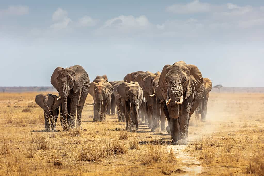 Witness This Fearless Elephant Herd Chase a Lion Pride Away from a Watering Hole