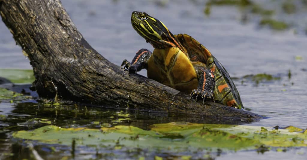 Do Turtles Hibernate in the Winter?