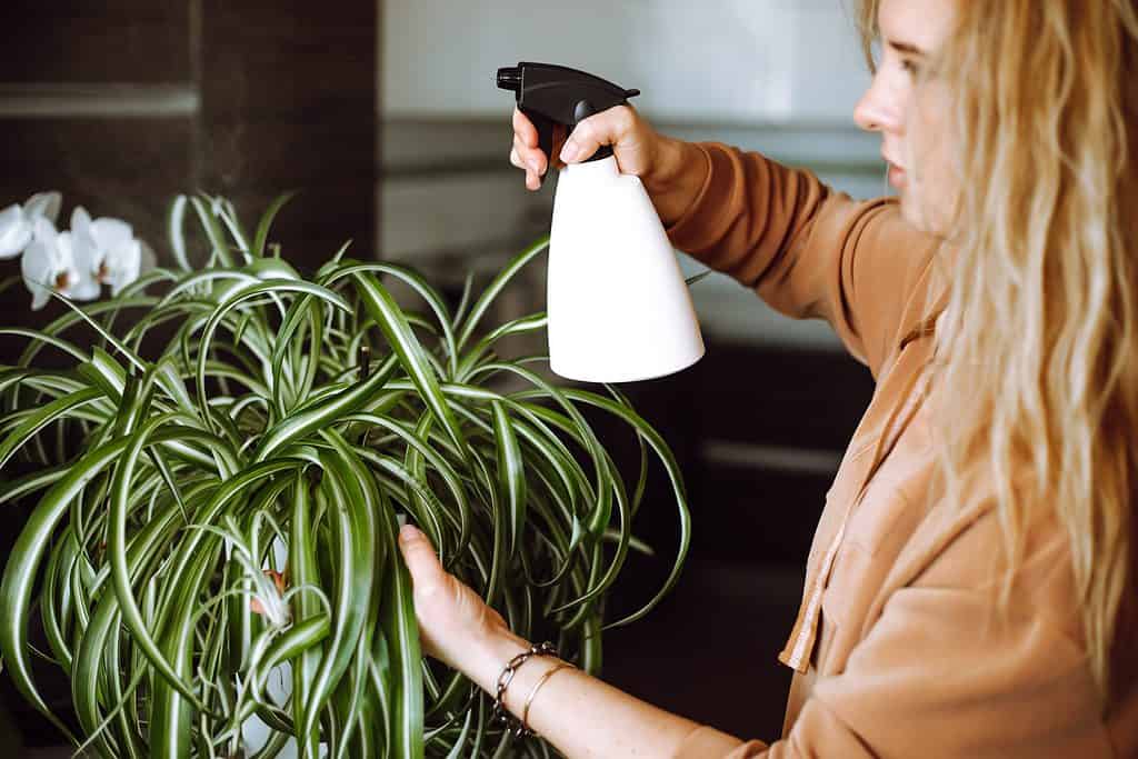 How Long Do Spider Plants Live? 12 Tips for Extending Its Life