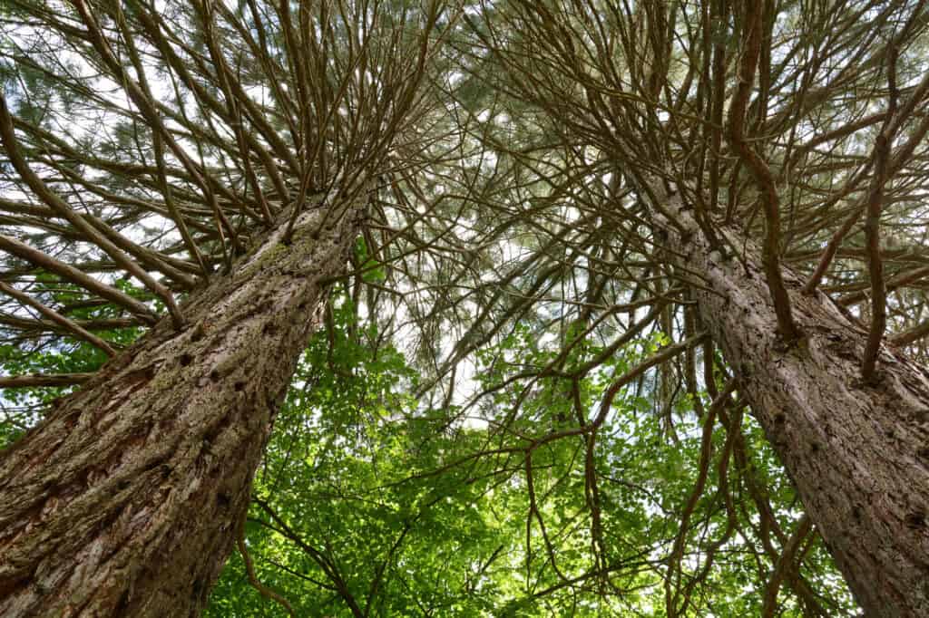 Redwood vs. White Pine Tree: 9 Differences Between These Towering Giants