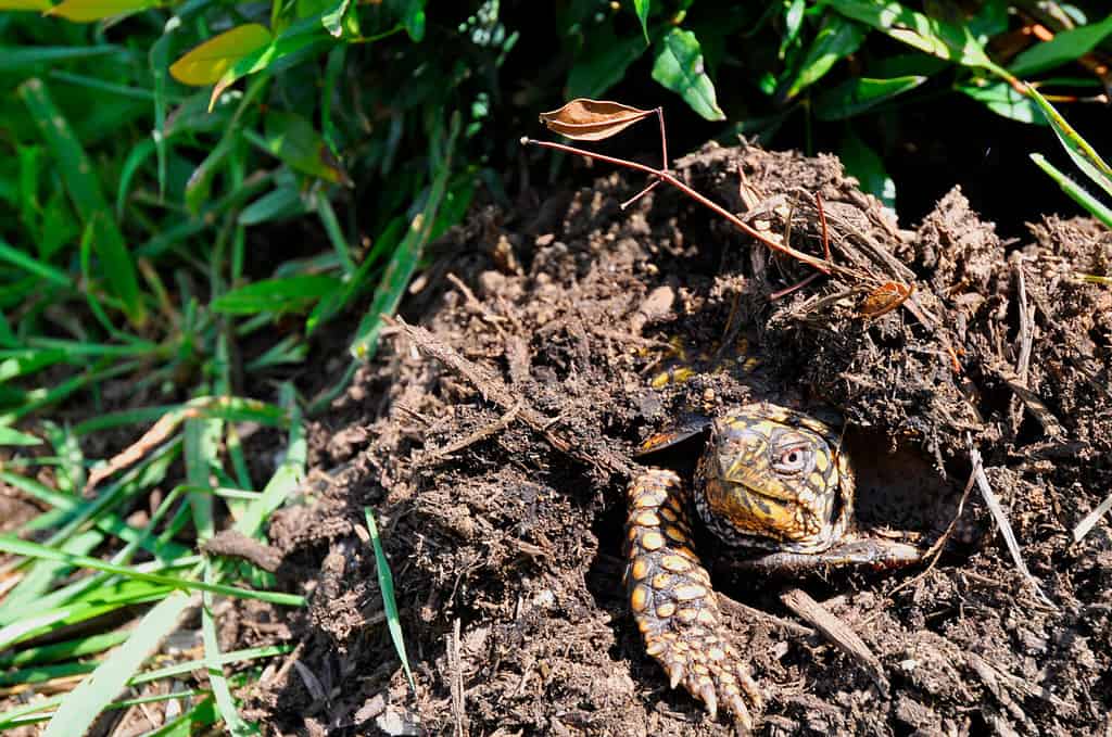 Do Turtles Hibernate in the Winter?