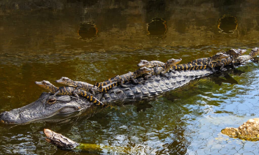 Alligator Hunting in Louisiana: Timing, Locations, Permits, and More!