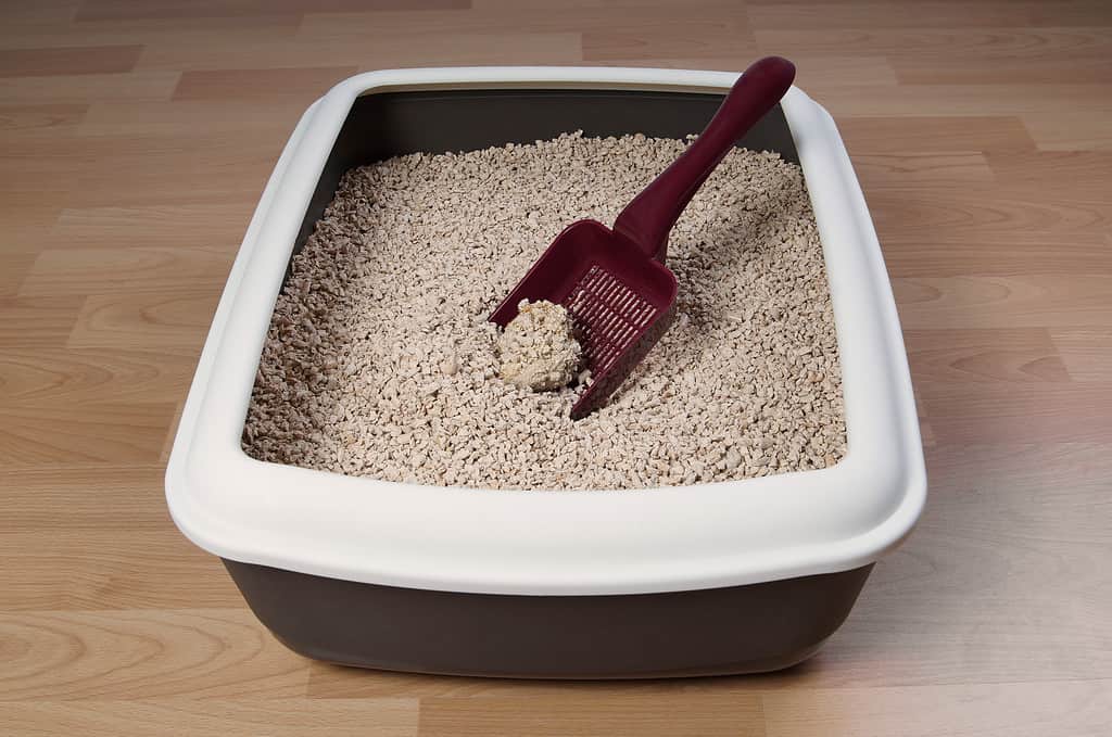 9 Reasons to Buy a Self-Cleaning Litter Box