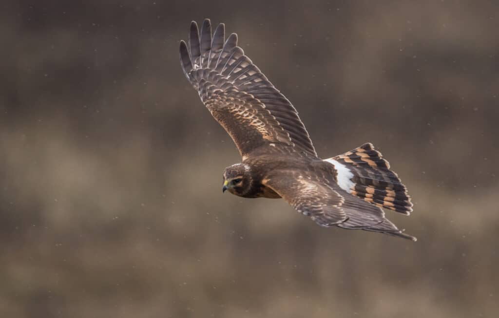 Discover the 31 Most Dangerous Animals Patrolling South Carolina's Skies