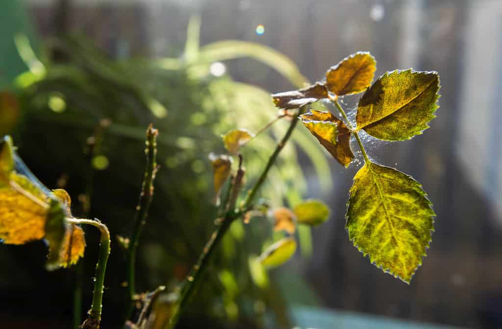 How Long Do Spider Plants Live? 12 Tips for Extending Its Life