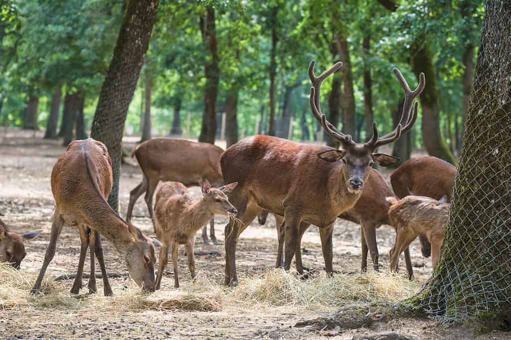 Discover 7 Animals That Eat Wood