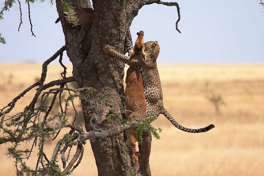 Cat vs. Dog: Leopard Launches Itself Into an Instant Frenzy to Snatch Lunch