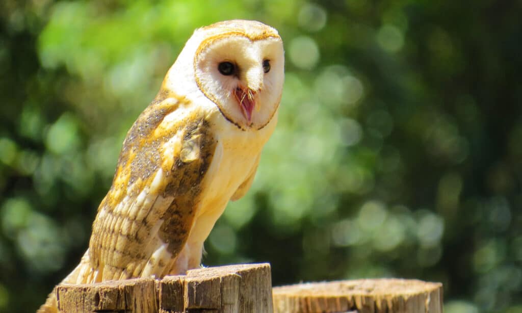 Discover the 31 Most Dangerous Animals Patrolling South Carolina's Skies