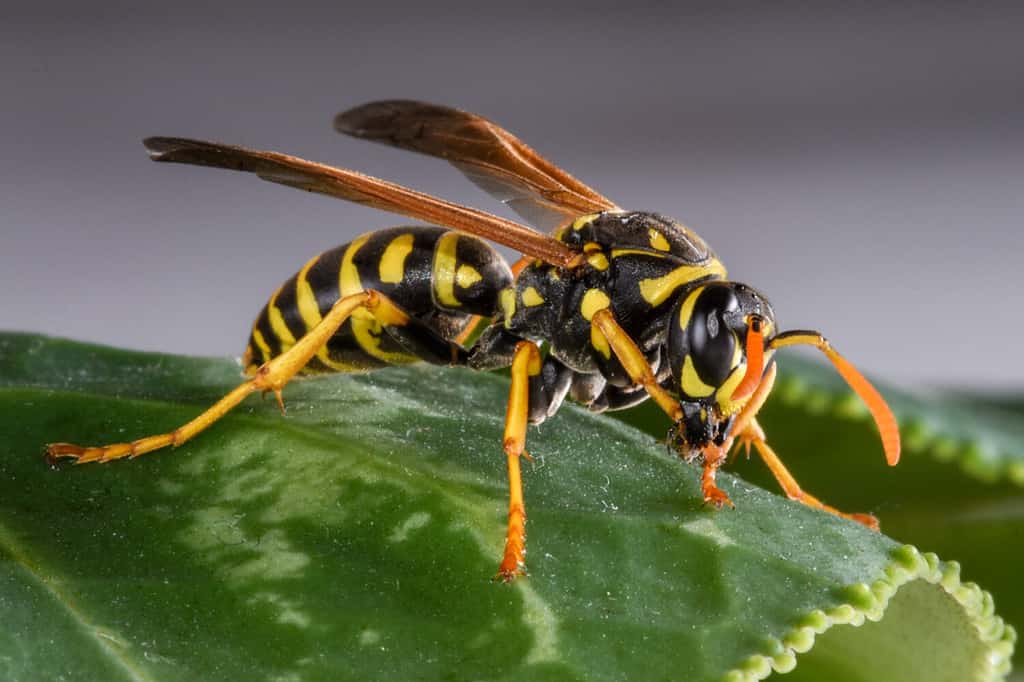 Discover the 31 Most Dangerous Animals Patrolling South Carolina's Skies