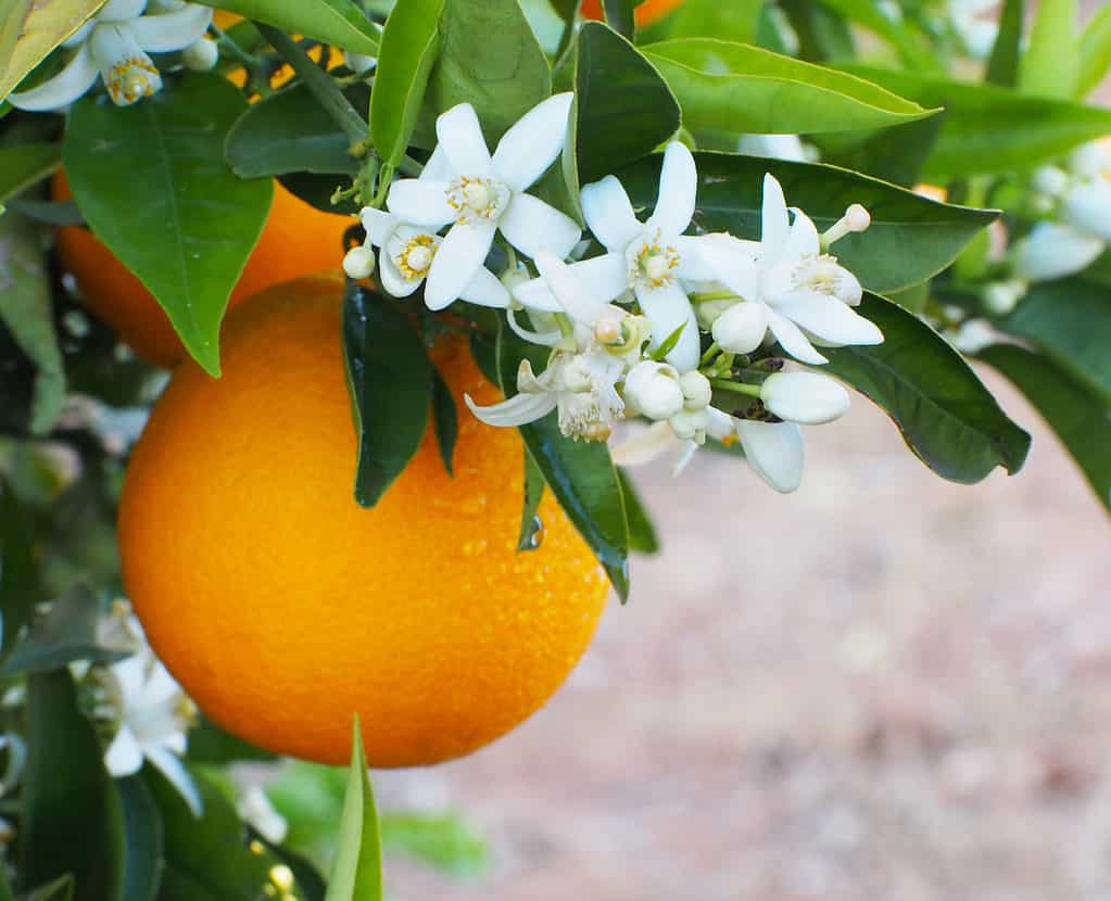 The 8 Best Fruit Trees That Grow In Central Florida