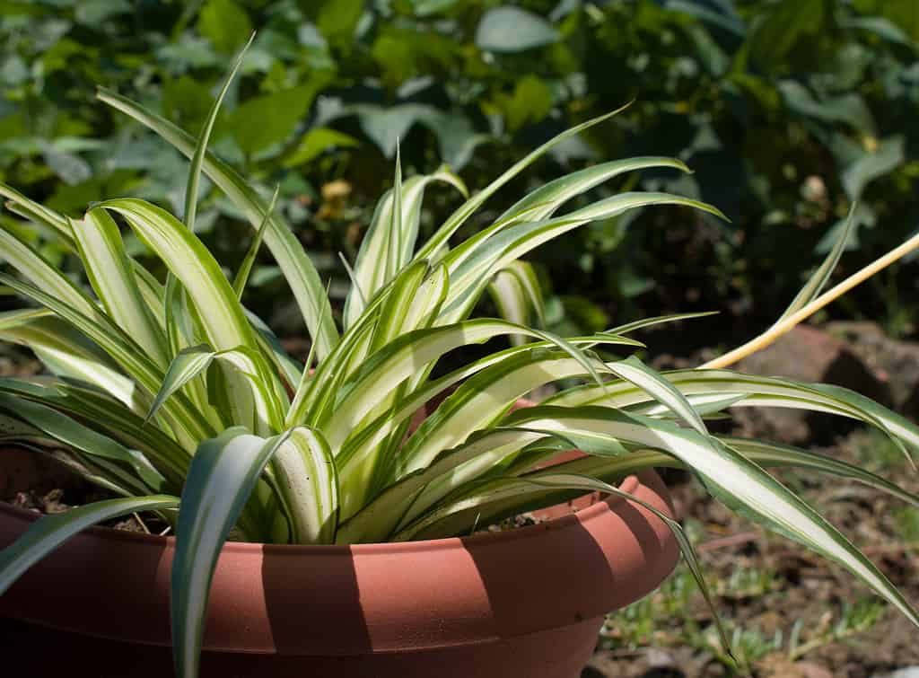 How Long Do Spider Plants Live? 12 Tips for Extending Its Life