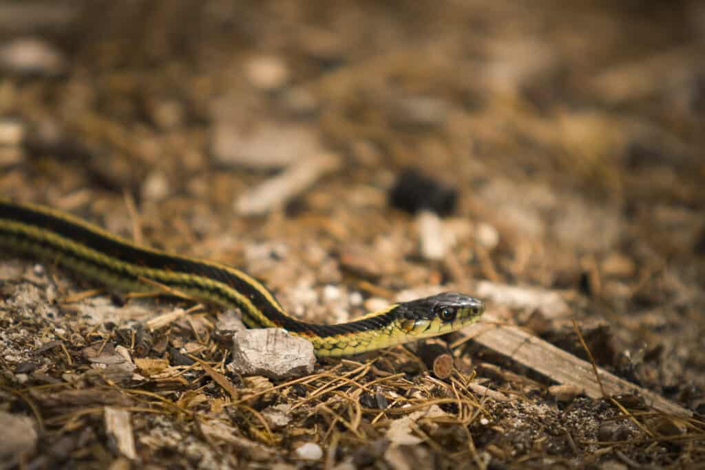 The 10 Most Effective Ways to Keep Snakes Out of the Chicken Coop