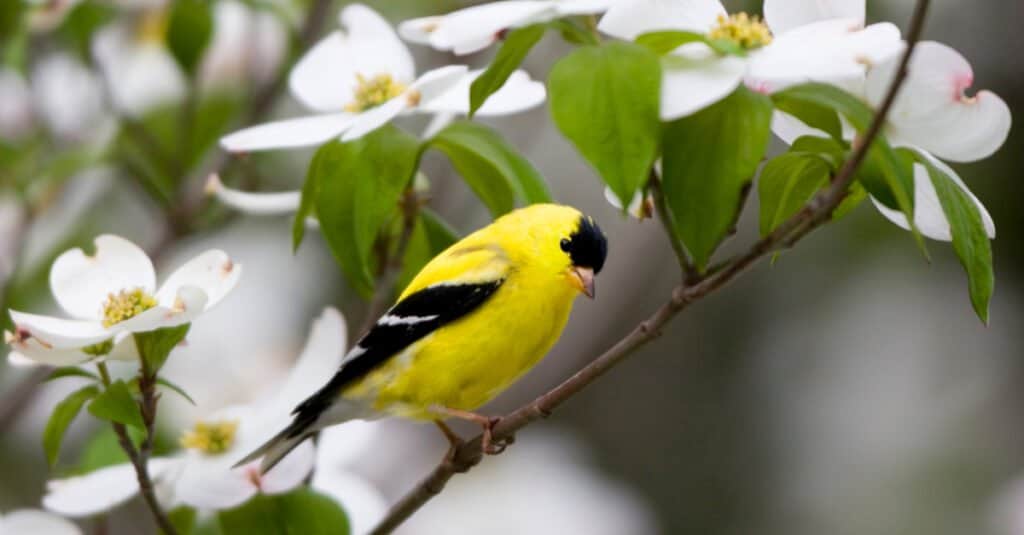 Discover the Official State Bird of Washington State