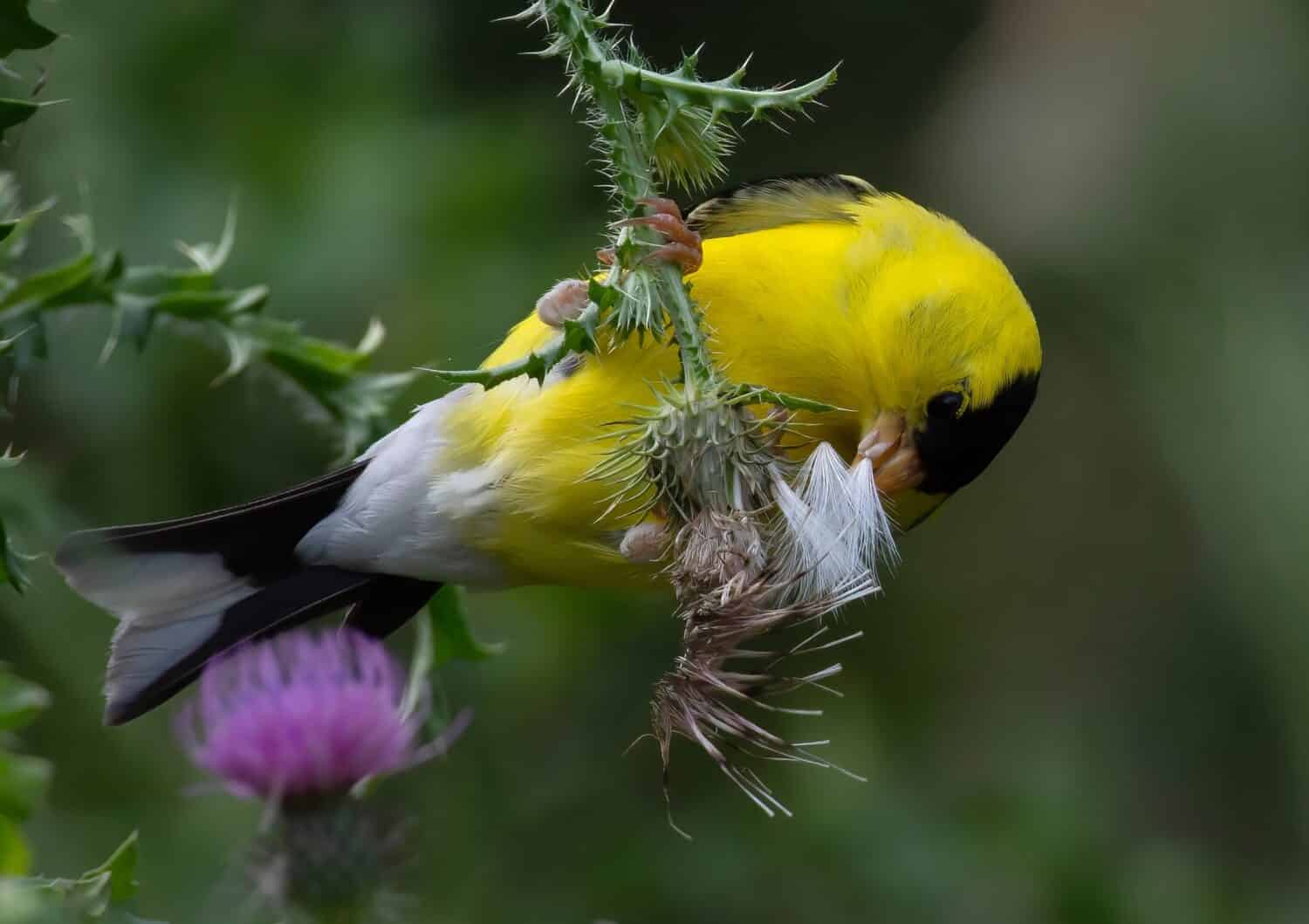 Discover the Official State Bird of Washington State