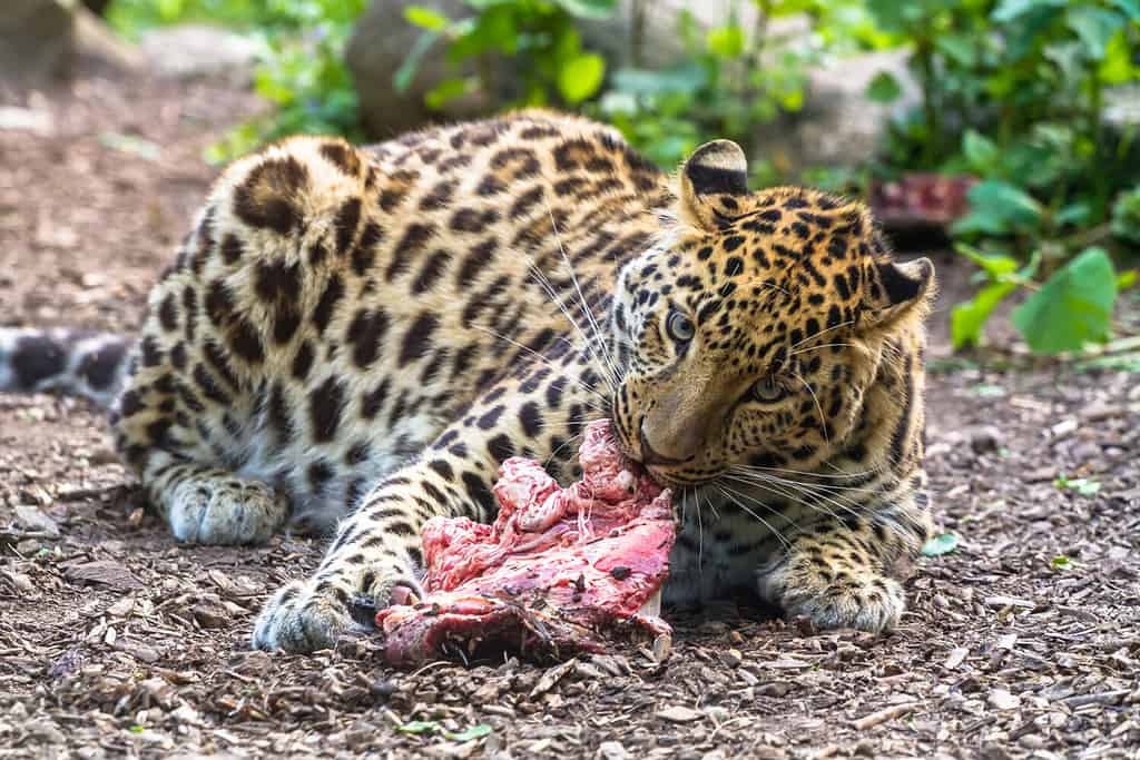 Cat vs. Dog: Leopard Launches Itself Into an Instant Frenzy to Snatch Lunch