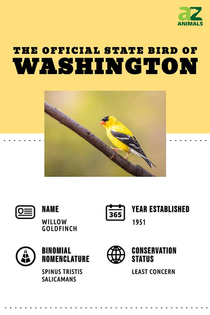 Discover the Official State Bird of Washington State