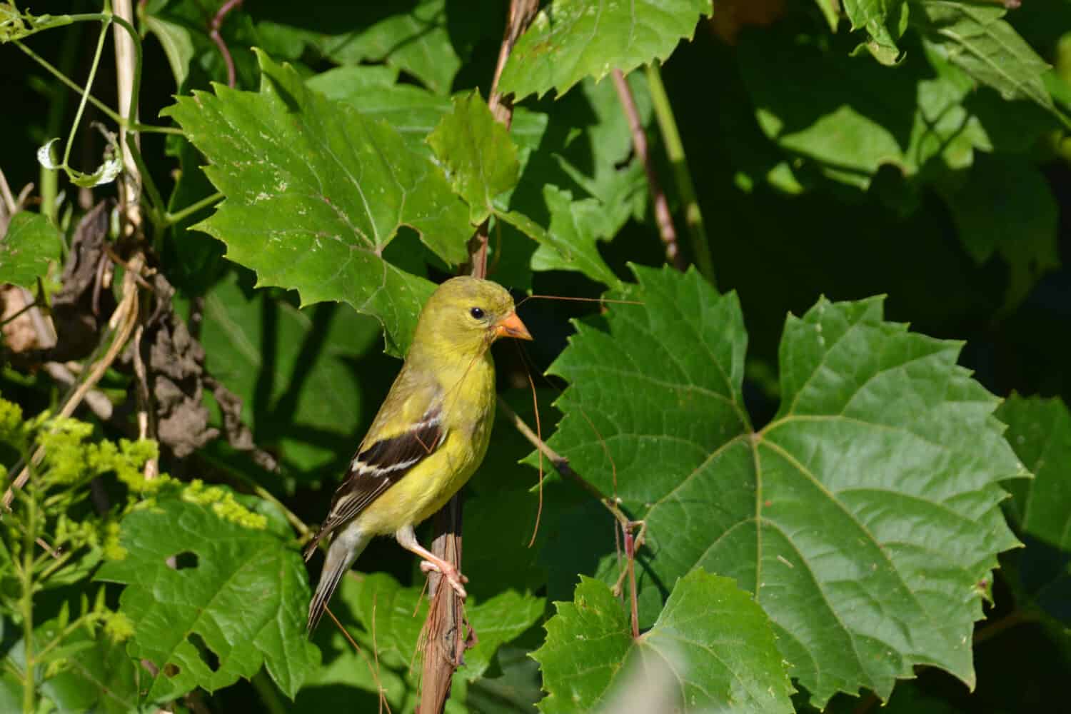 Discover the Official State Bird of Washington State