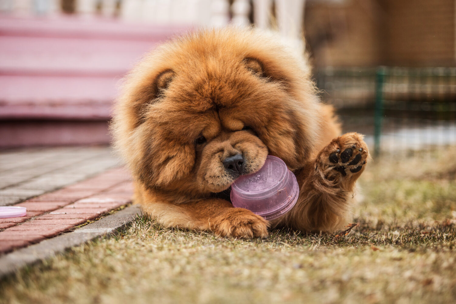 How to Train Your Chow Chow: The 7 Best Methods and Tips