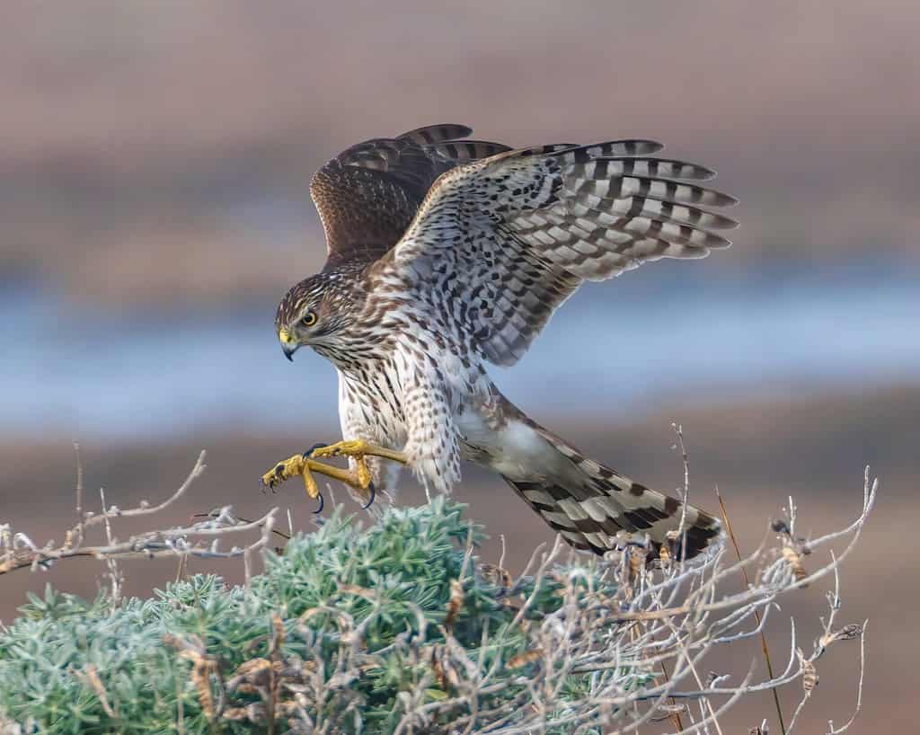 Discover the 31 Most Dangerous Animals Patrolling South Carolina's Skies