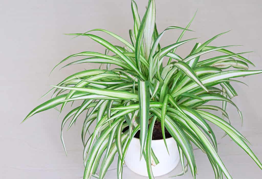 How Long Do Spider Plants Live? 12 Tips for Extending Its Life