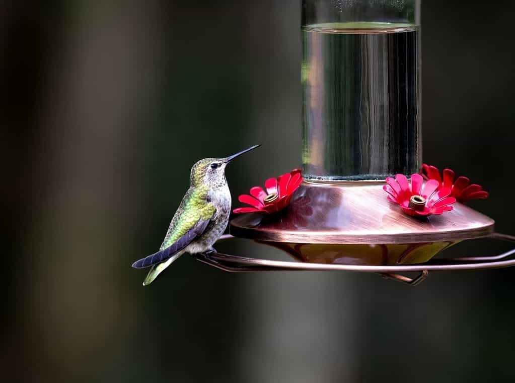 Discover When to Stop Feeding Hummingbirds and Take Down Your Feeders