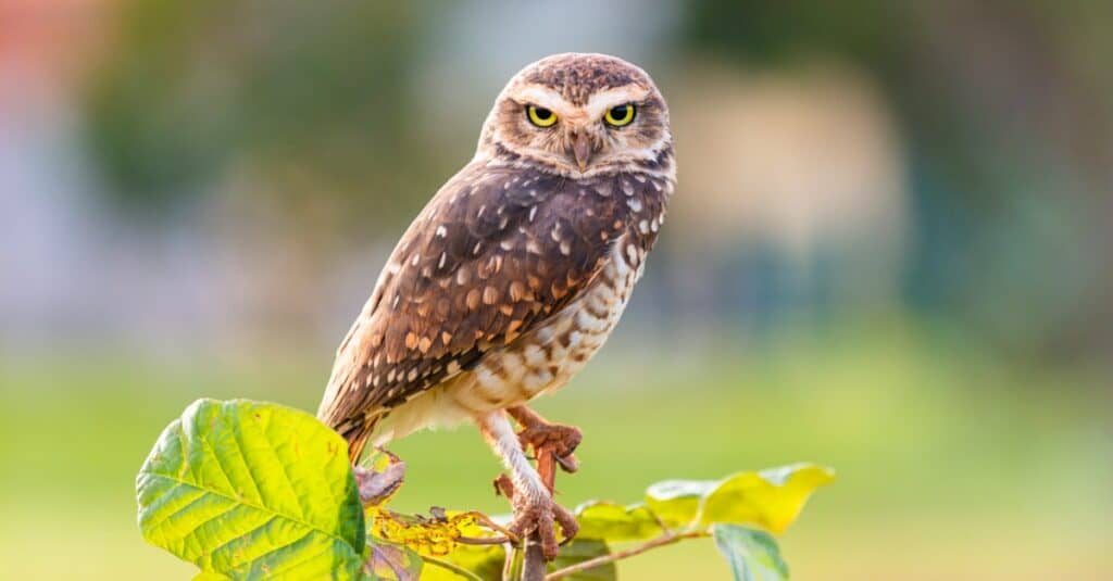 Discover the 31 Most Dangerous Animals Patrolling South Carolina's Skies