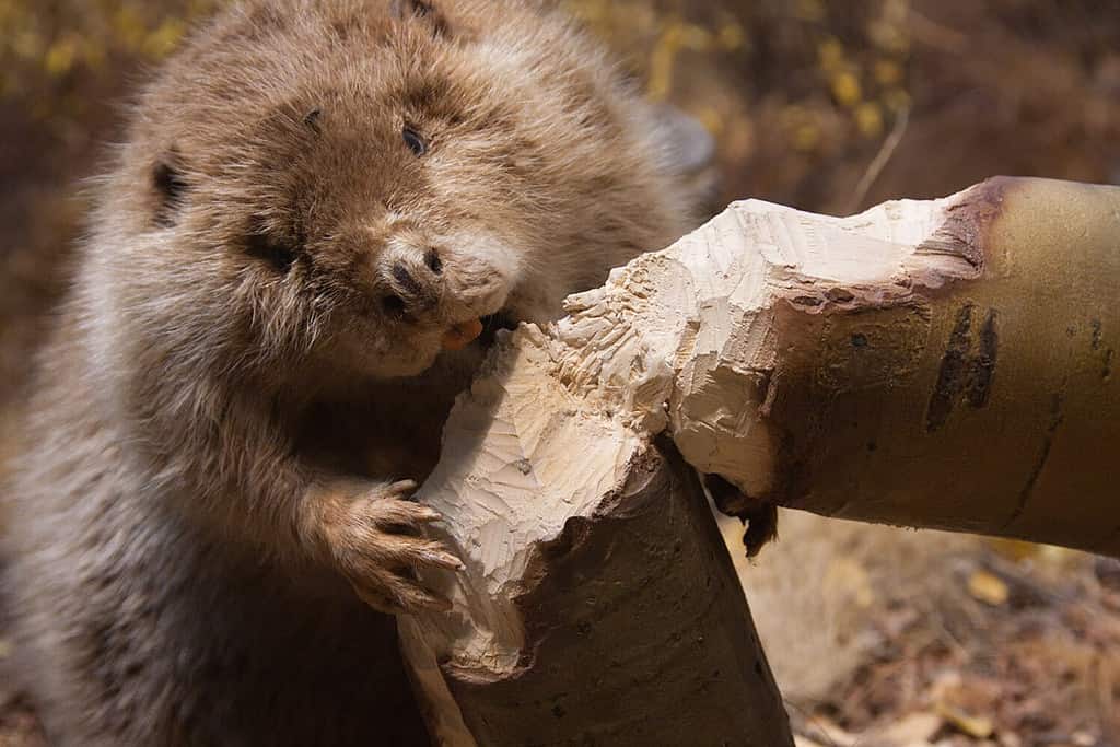 Discover 7 Animals That Eat Wood