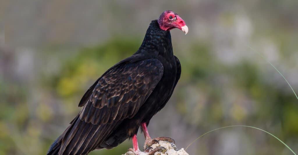 Discover the 31 Most Dangerous Animals Patrolling South Carolina's Skies