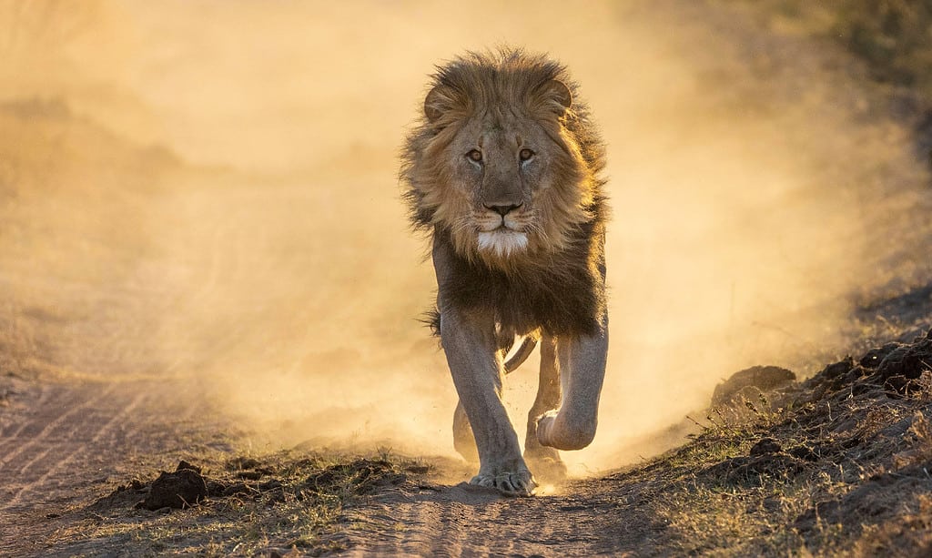 Watch the King of the Jungle Hold Up Safari Traffic and Give Zero Cares