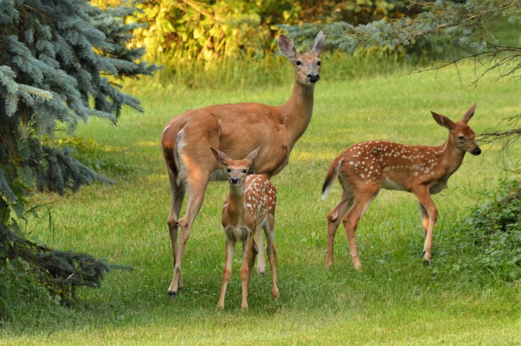 8 Reasons You Shouldn't Feed Wildlife