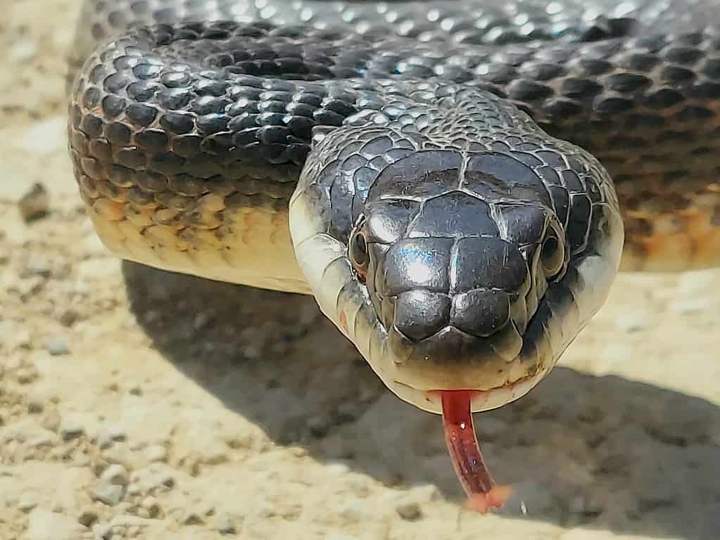 The 10 Most Effective Ways to Keep Snakes Out of the Chicken Coop