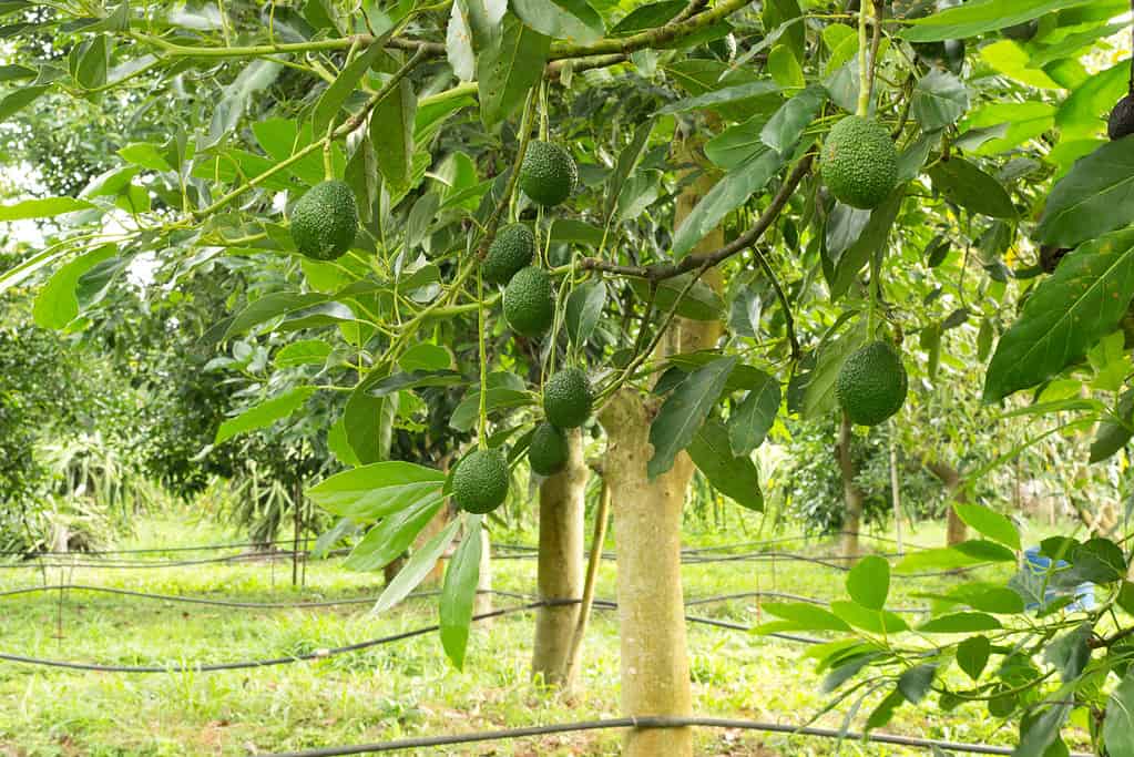 The 8 Best Fruit Trees That Grow In Central Florida