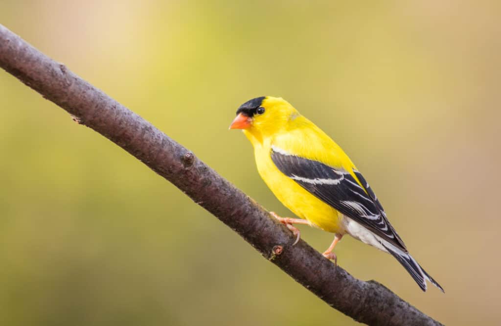 Discover the Official State Bird of Washington State