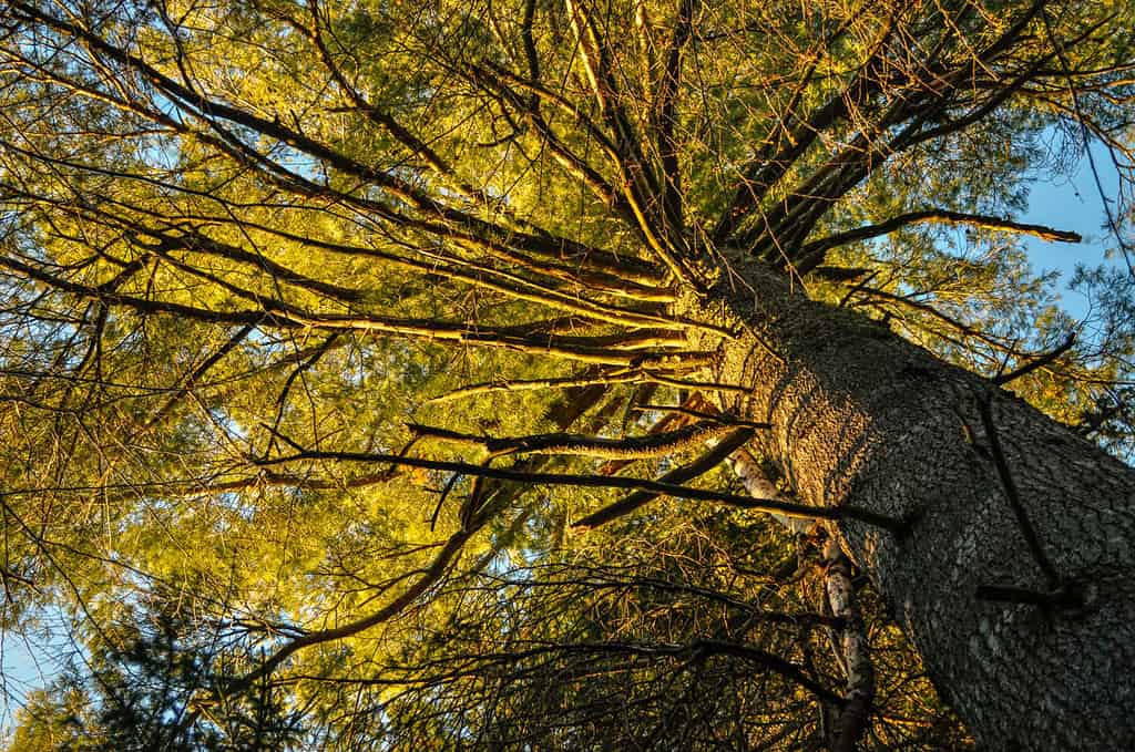 Redwood vs. White Pine Tree: 9 Differences Between These Towering Giants