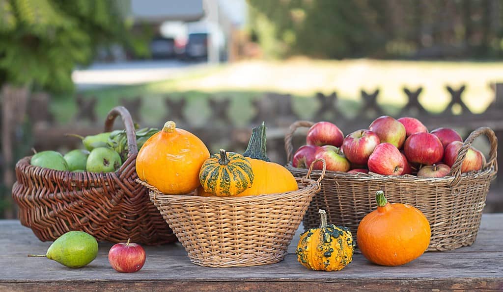 AZ Animals - Explore the 20 Best Pumpkin Patches in Colorado To Embrace The Fall Season