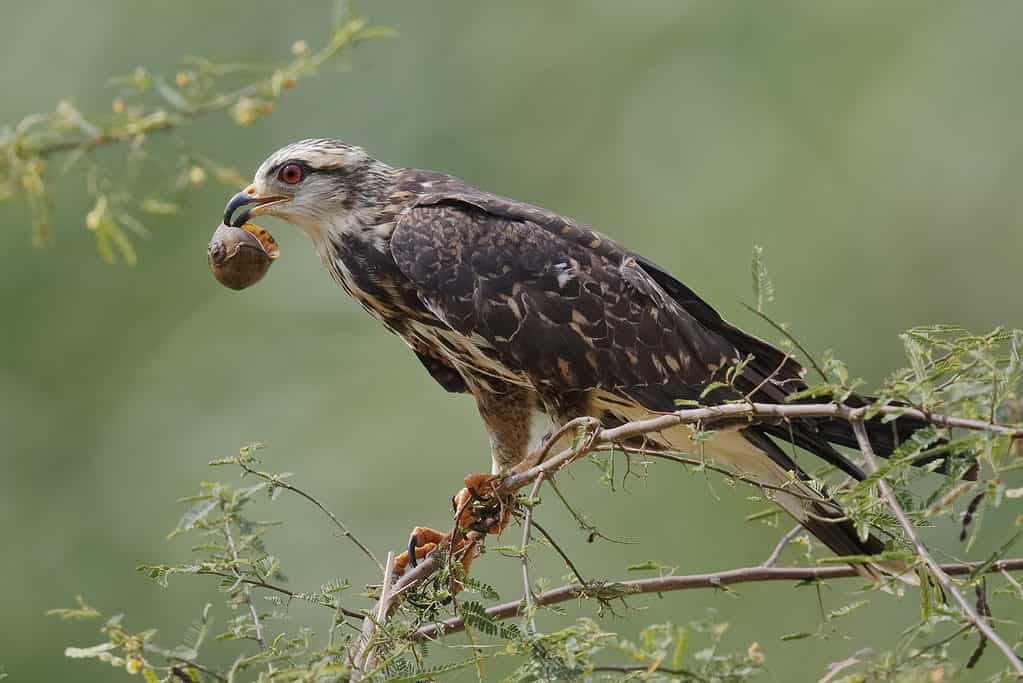 Discover the 31 Most Dangerous Animals Patrolling South Carolina's Skies