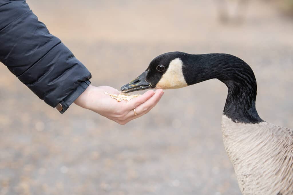 8 Reasons You Shouldn't Feed Wildlife