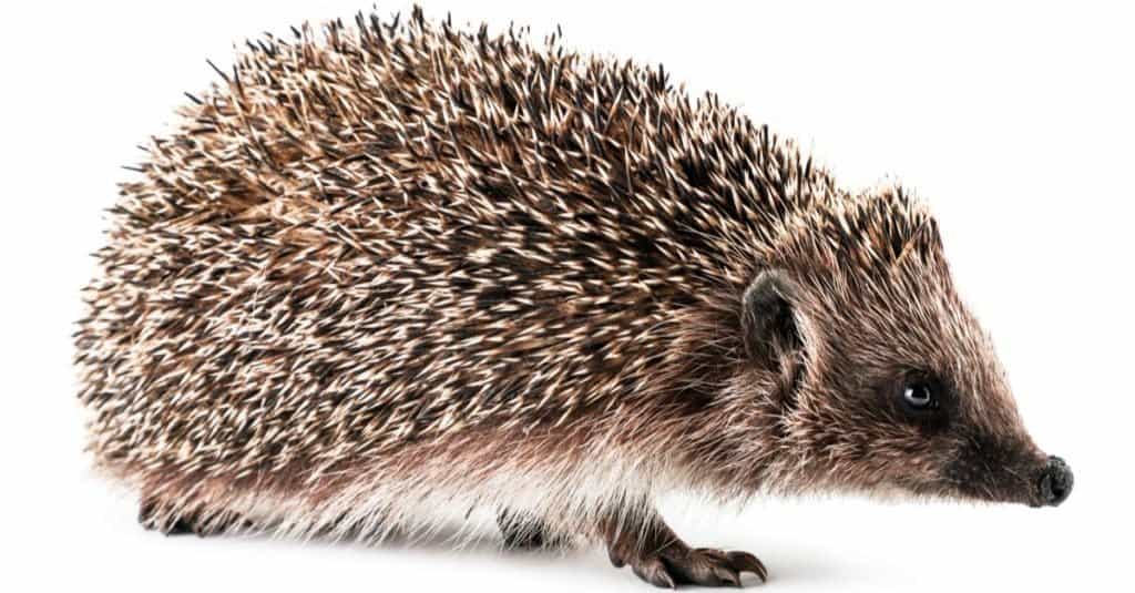 Watch This Feisty Hedgehog Show Off Its Tough Side and Battle a Viper