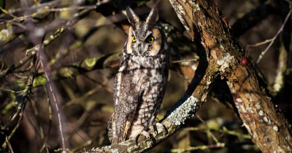 Discover the 31 Most Dangerous Animals Patrolling South Carolina's Skies