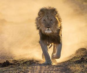 Watch the King of the Jungle Hold Up Safari Traffic and Give Zero Cares