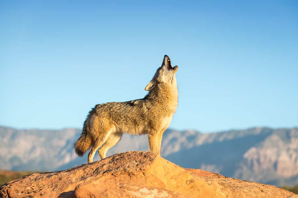 Coyotes in Georgia: Population, Common Locations, Hunting Rules, and More