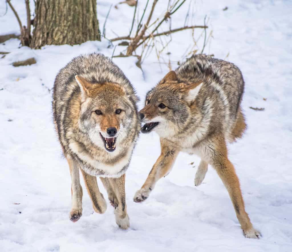 Coyotes in Georgia: Population, Common Locations, Hunting Rules, and More