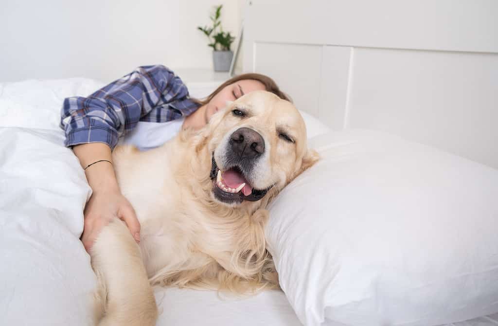 Golden Retriever Grooming Guide: 12 Tips for a Healthy and Beautiful Coat