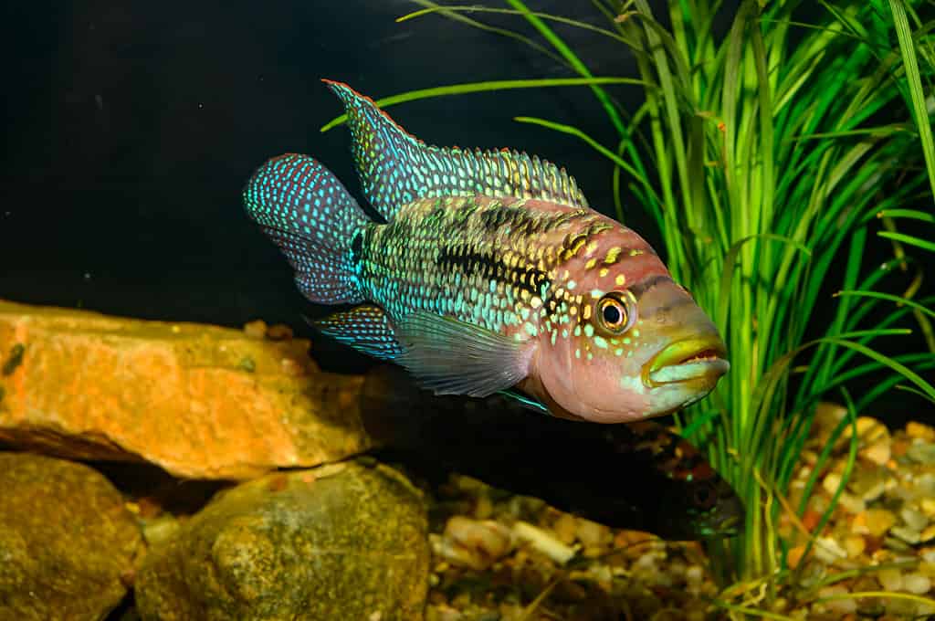 The 15 Best Tank Mates for Flowerhorns