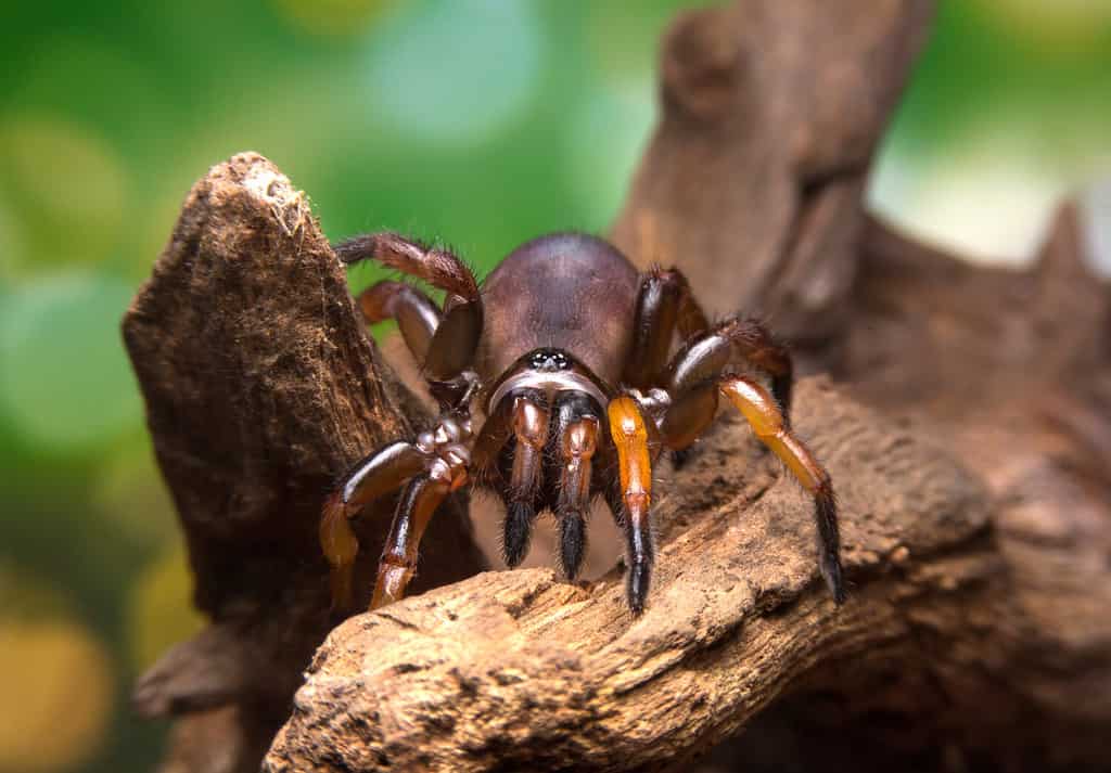 13 Spiders Crawling Around Austin