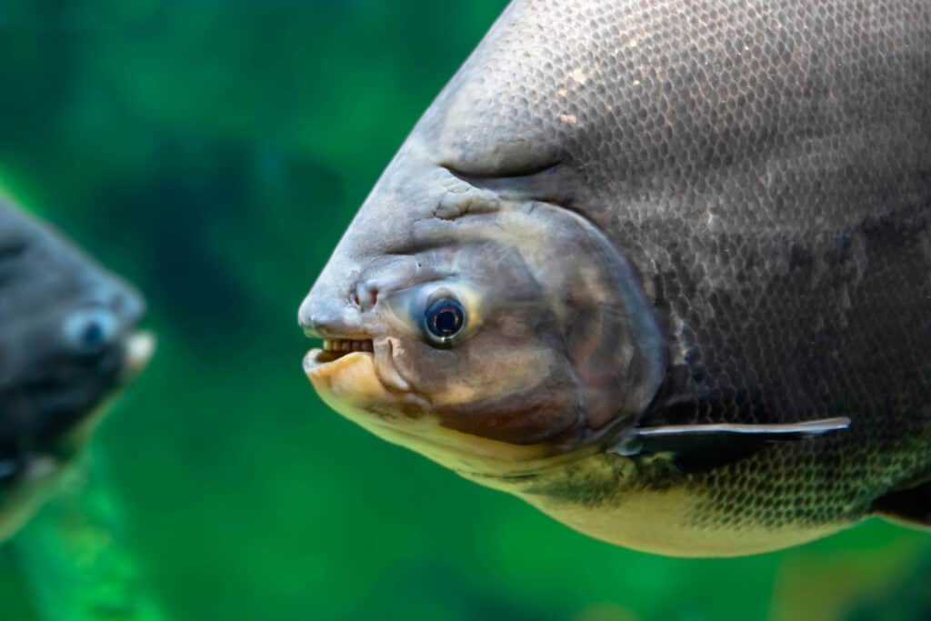 The 15 Best Tank Mates for Flowerhorns