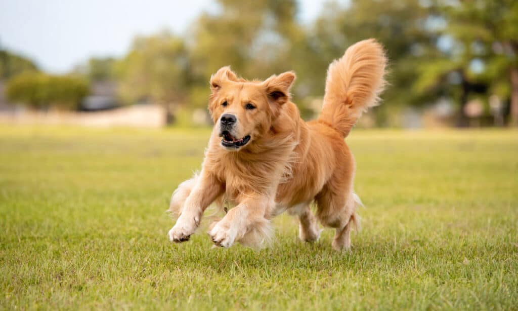 Golden Retriever Grooming Guide: 12 Tips for a Healthy and Beautiful Coat