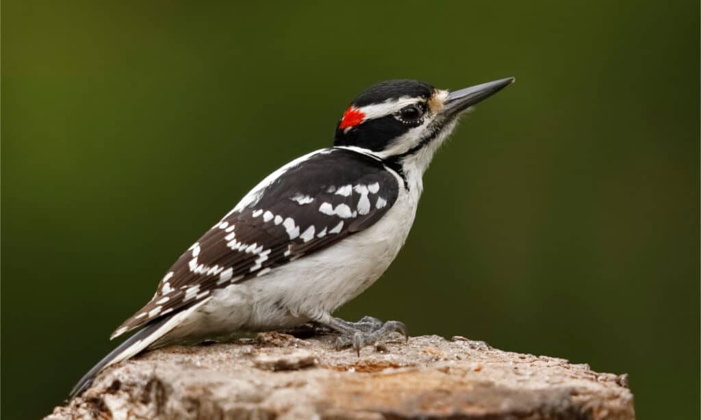 7 Woodpeckers in Missouri (Pictures, ID Guide, and Common Locations)